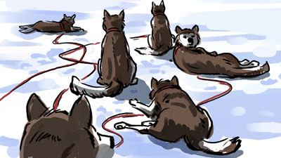 Marco Schaaf Illustration Husky
