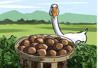 Potatoes